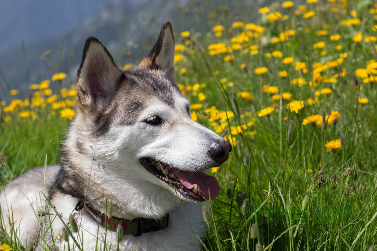 Tarassaco in fiore al colle del Croso