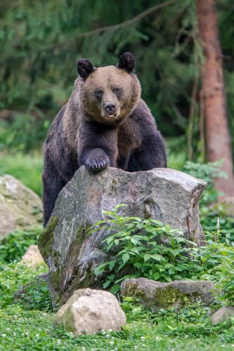 Massimo Basso orsa con cuccioli