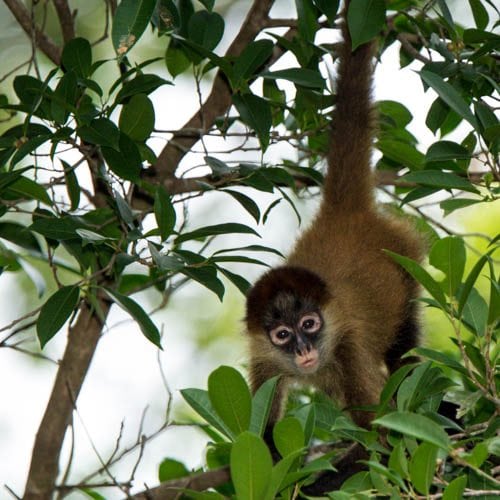 Cebo Cappuccino e Atele e Alouatta &raquo; https://www.massimobasso.com/cebo-cappuccino-e-atele-e-alouatta/