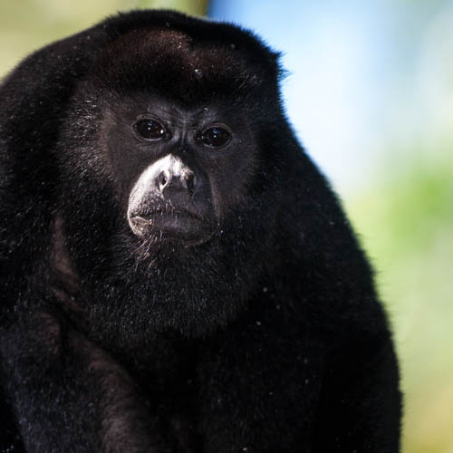 Cebo Cappuccino e Atele e Alouatta &raquo; https://www.massimobasso.com/cebo-cappuccino-e-atele-e-alouatta/