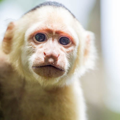 Cebo Cappuccino e Atele e Alouatta &raquo; https://www.massimobasso.com/cebo-cappuccino-e-atele-e-alouatta/