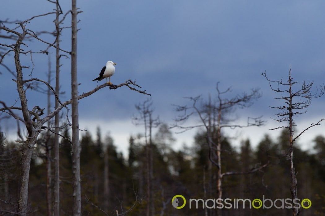 Mugnaiaccio Larus Marinus