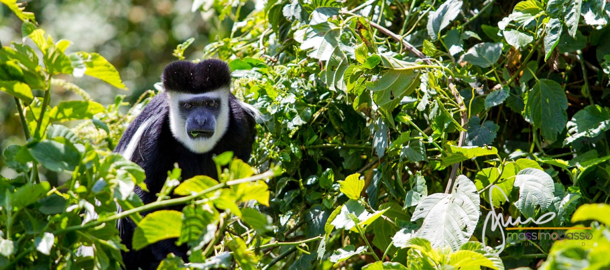 Guereza, in altro simpatico primate dell'Uganda