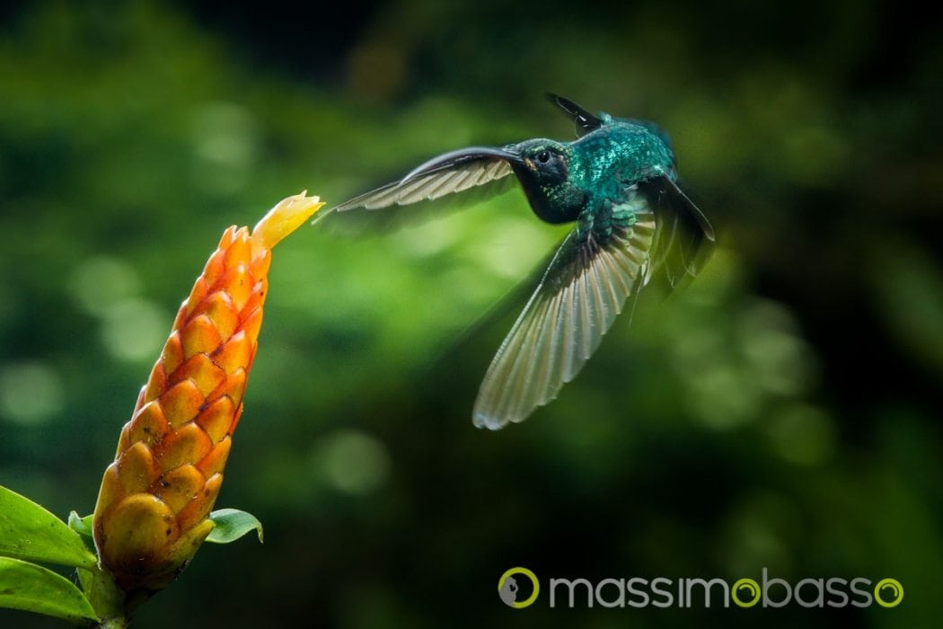Flash Fotografia Naturalistica Colibrì Costa Rica Colibri Del Costa Rica Colibrí Costa Rica Hummingbirds Costa Rica