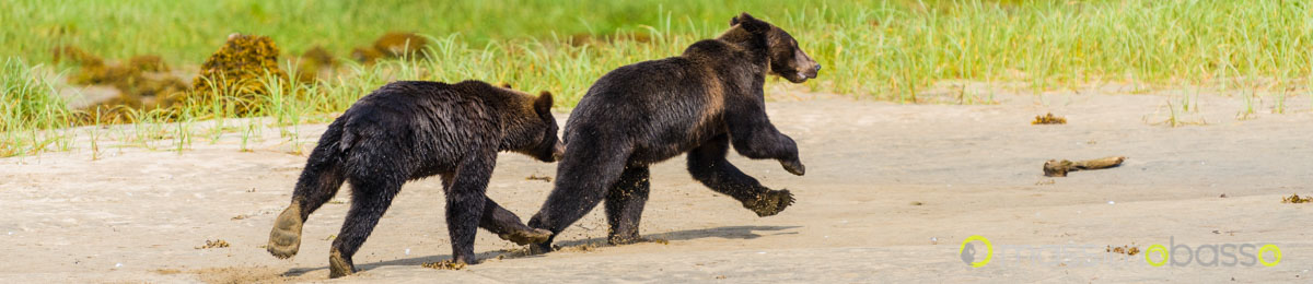 Guarda qui la galleria di immagini degli orsi del Khutzeymateen