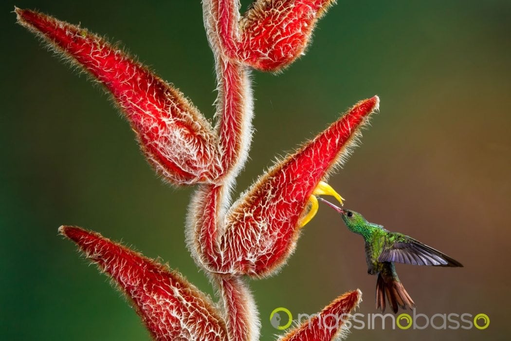 Flash Fotografia Naturalistica