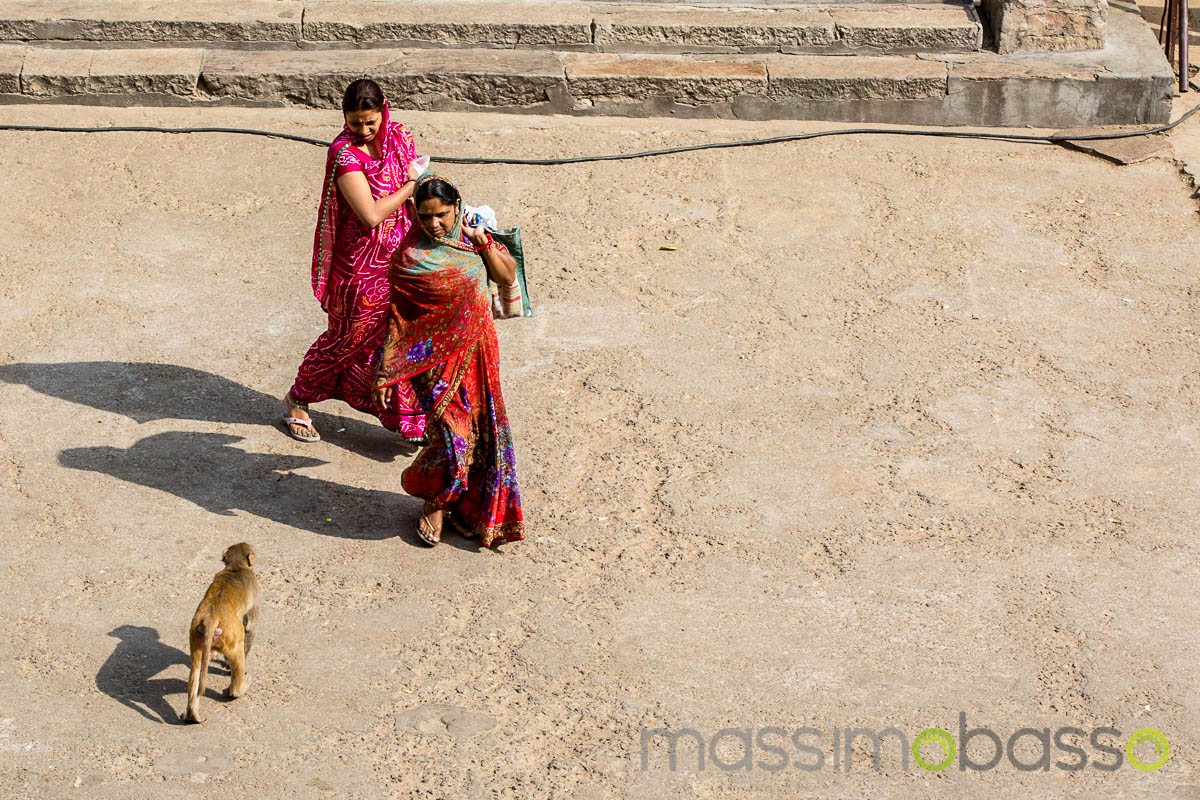 Donne importunate dalle scimmie all'interno del Tempio Galta Ji