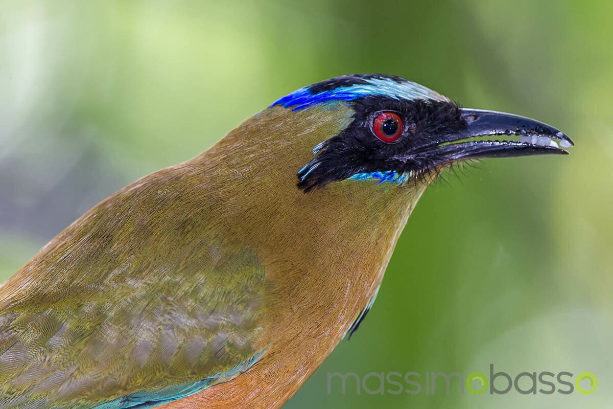 Viaggio a Panama Gamboa nel parco Soberania - Massimo Basso