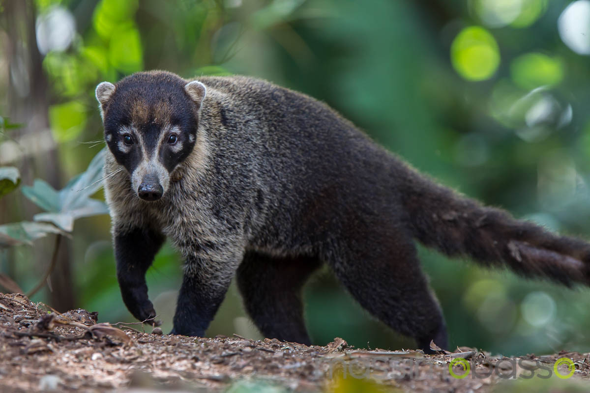 Viaggio a Panama Gamboa nel parco Soberania - Massimo Basso