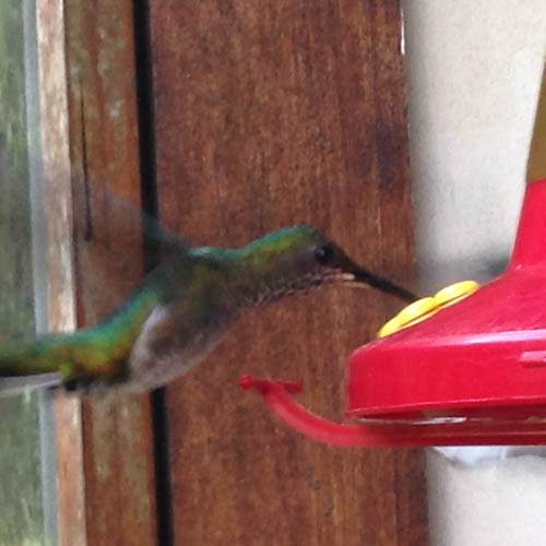 Mangiatoia per colibrì con 8 aperture per l'alimentazione, 3,9 x 3,9 x