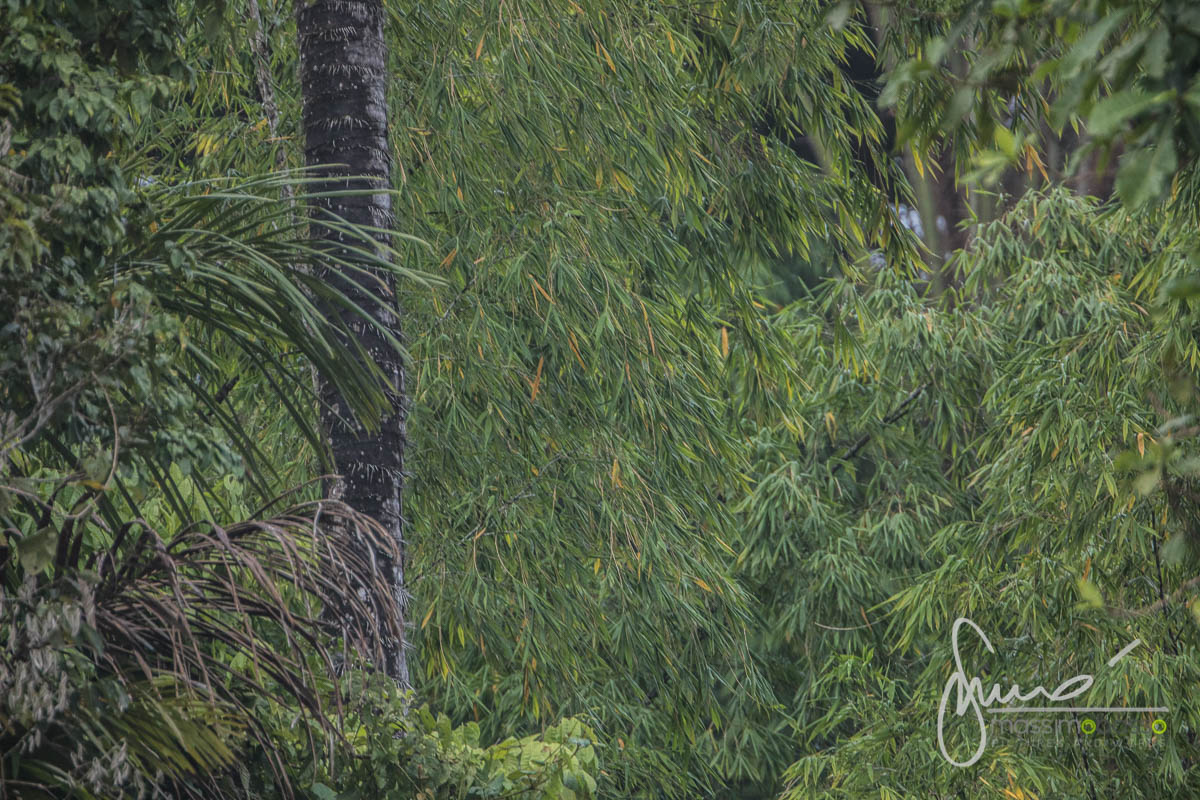 Parco Nazionale Yasuni Amazzonia Ecuador Clay Licks