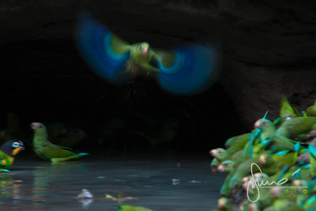 Parco Nazionale Yasuni Amazzonia Ecuador Clay Licks