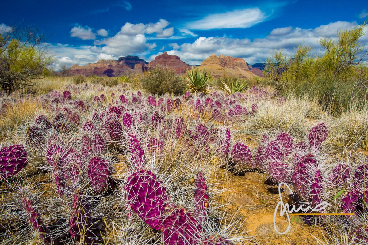 Bright Angel Trail - Panorama A Plateau Point