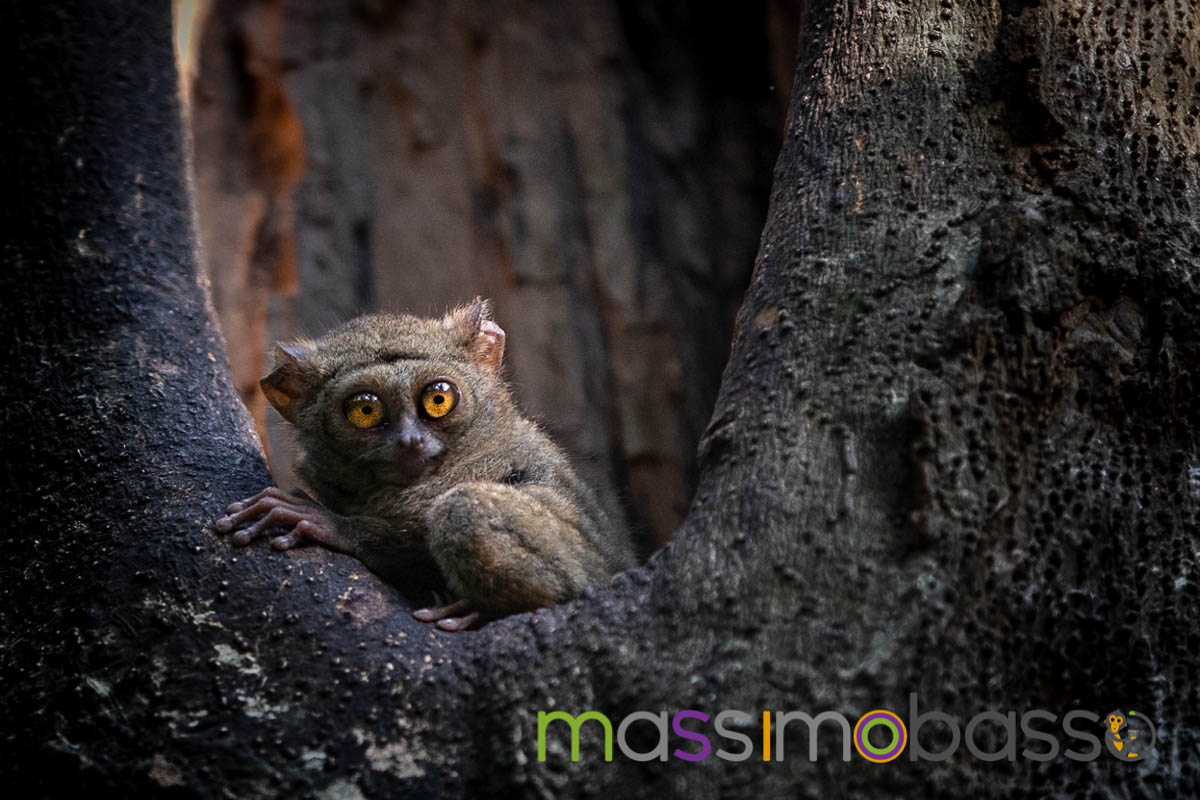 Riserva Tangkoko Macaco nero tarsio spettro