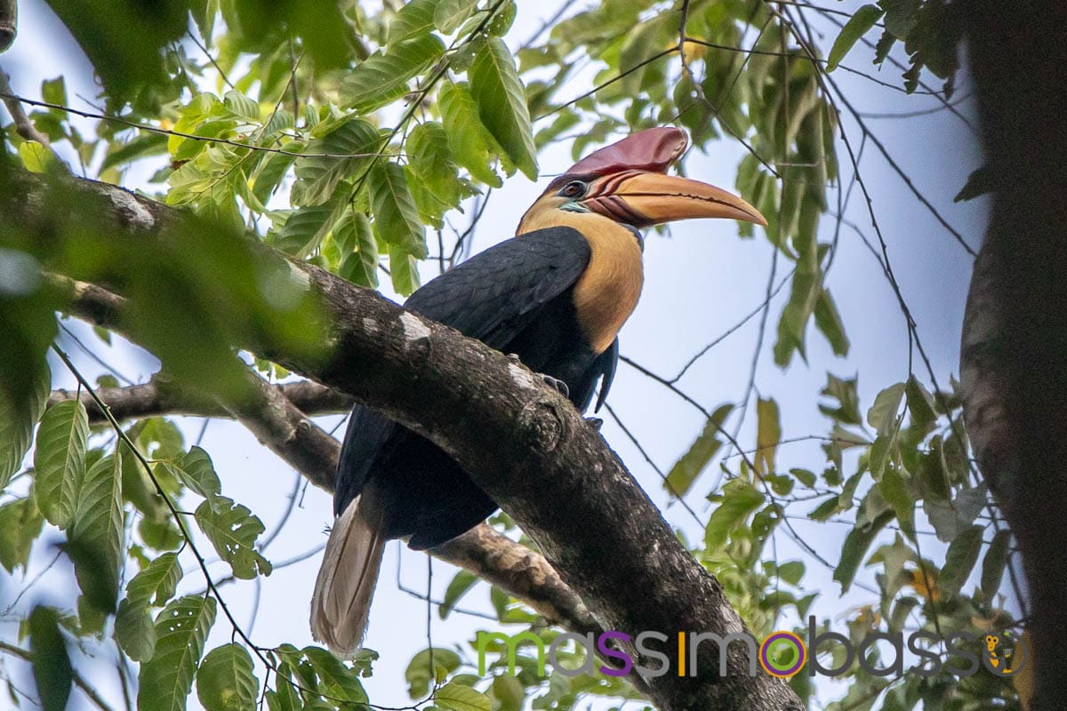 Riserva Tangkoko Macaco nero tarsio spettro