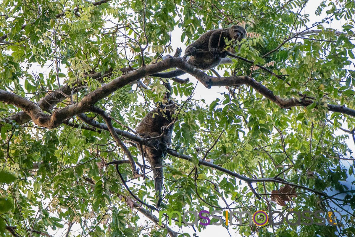 Riserva Tangkoko Macaco nero tarsio spettro
