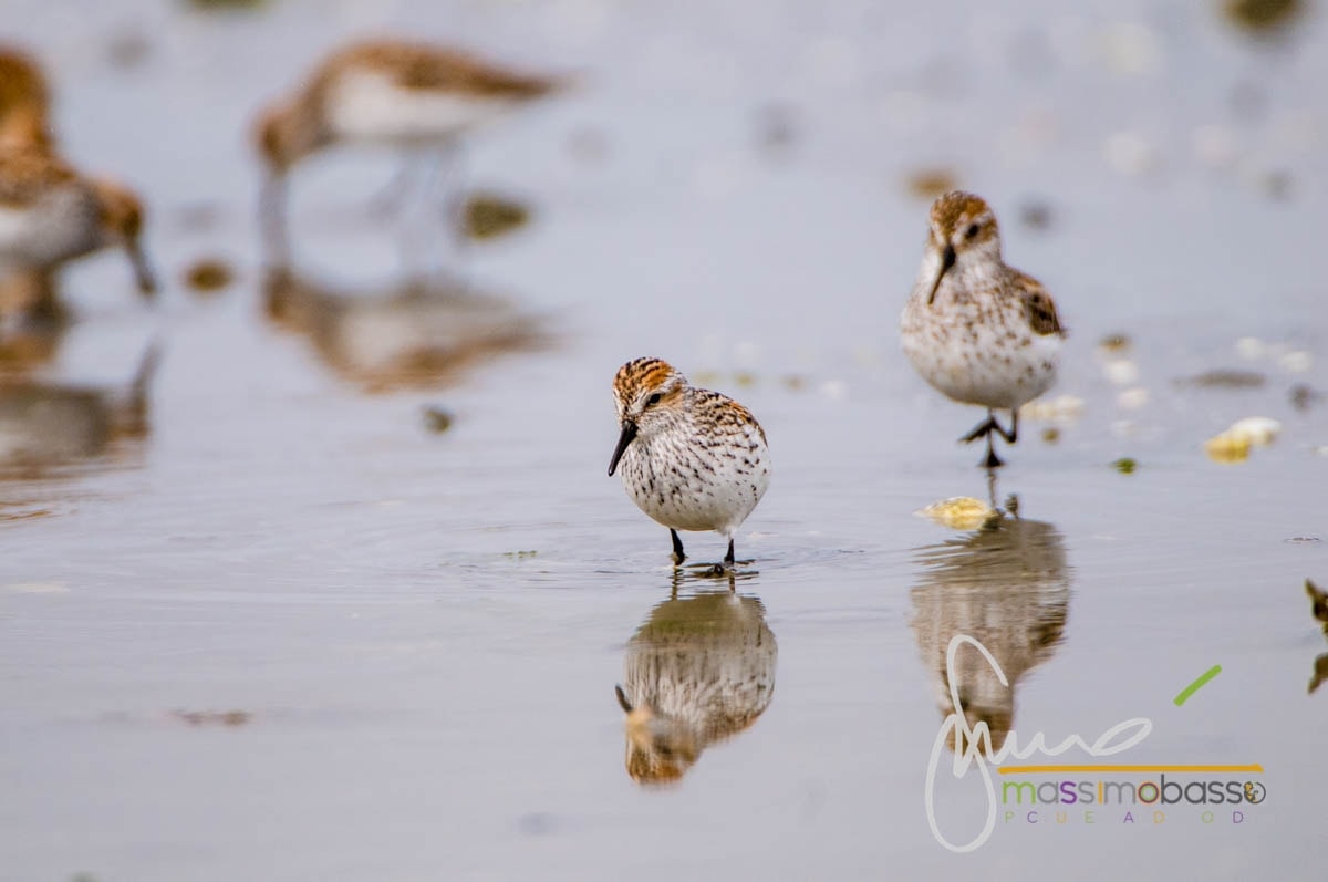 Migrazione del Gambecchio dell'Alaska a Hartney Bay nei pressi di Cordova, Alaska