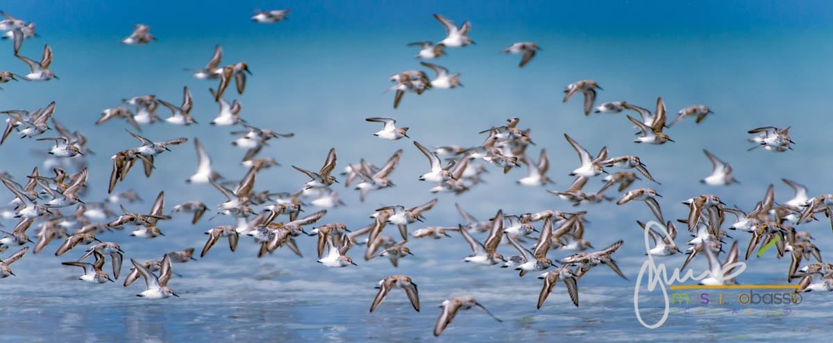 Migrazione del Gambecchio dell'Alaska nei pressi di Cordova, Alaska