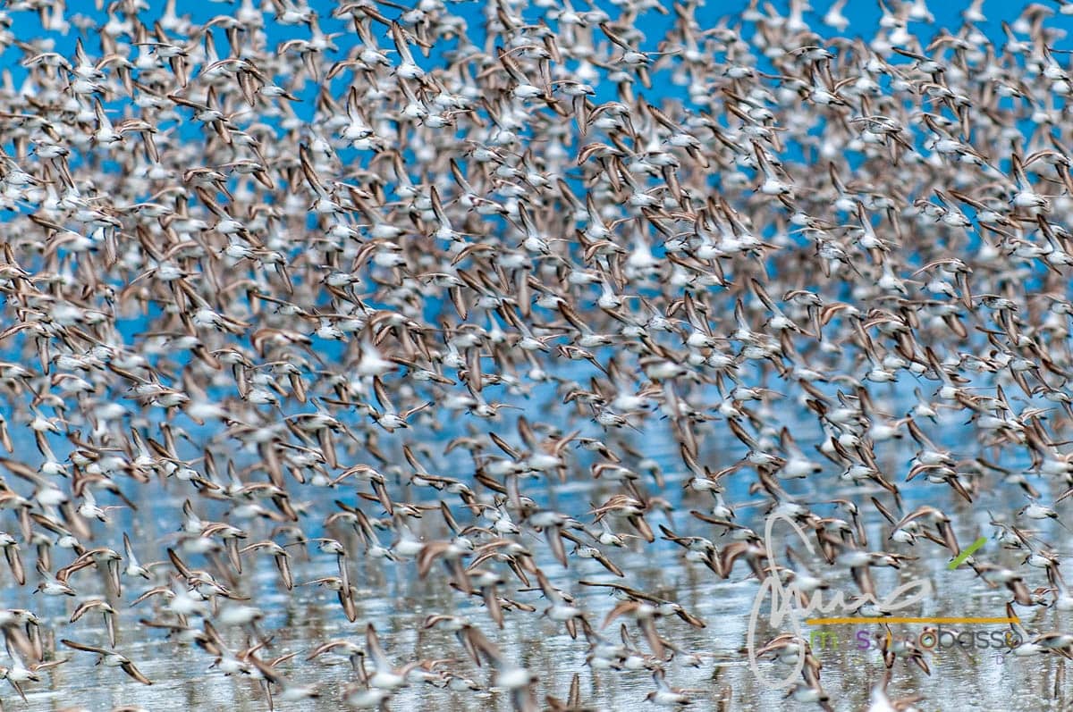 Immagini dall'articolo Alaska in primavera un itinerario di viaggio insolito