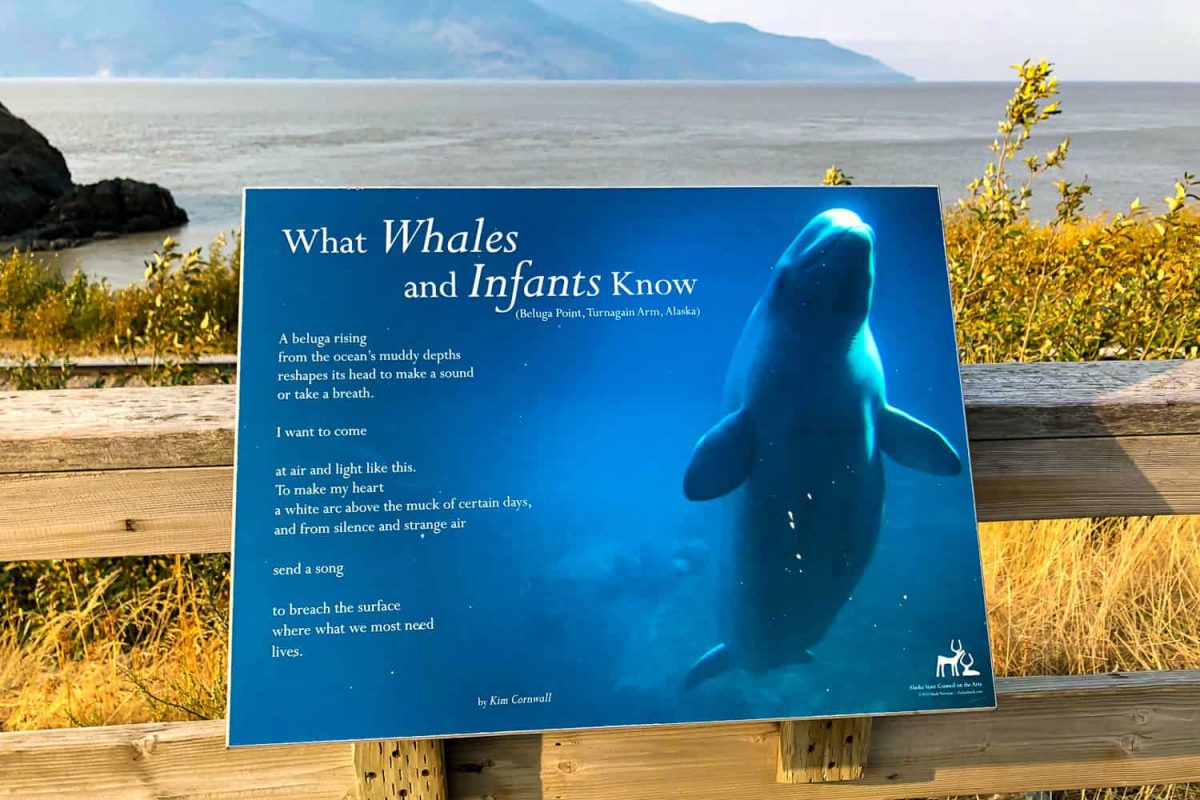 Sosta Al Beluga Point Del Turnagain Arm