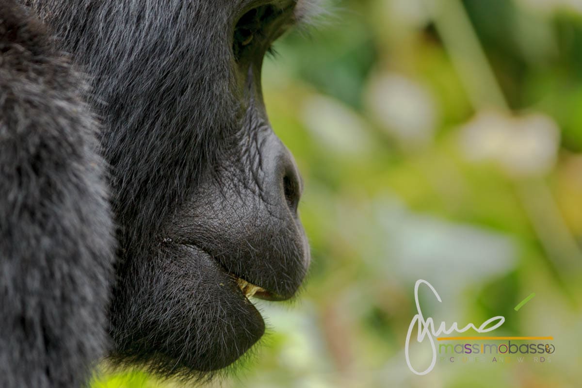 I gorilla di montagna del Parco di Bwindi in Uganda