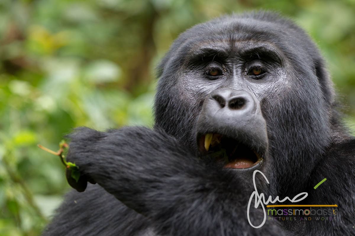 I gorilla di montagna del Parco di Bwindi in Uganda