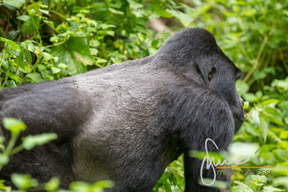 I gorilla di montagna del Parco di Bwindi in Uganda
