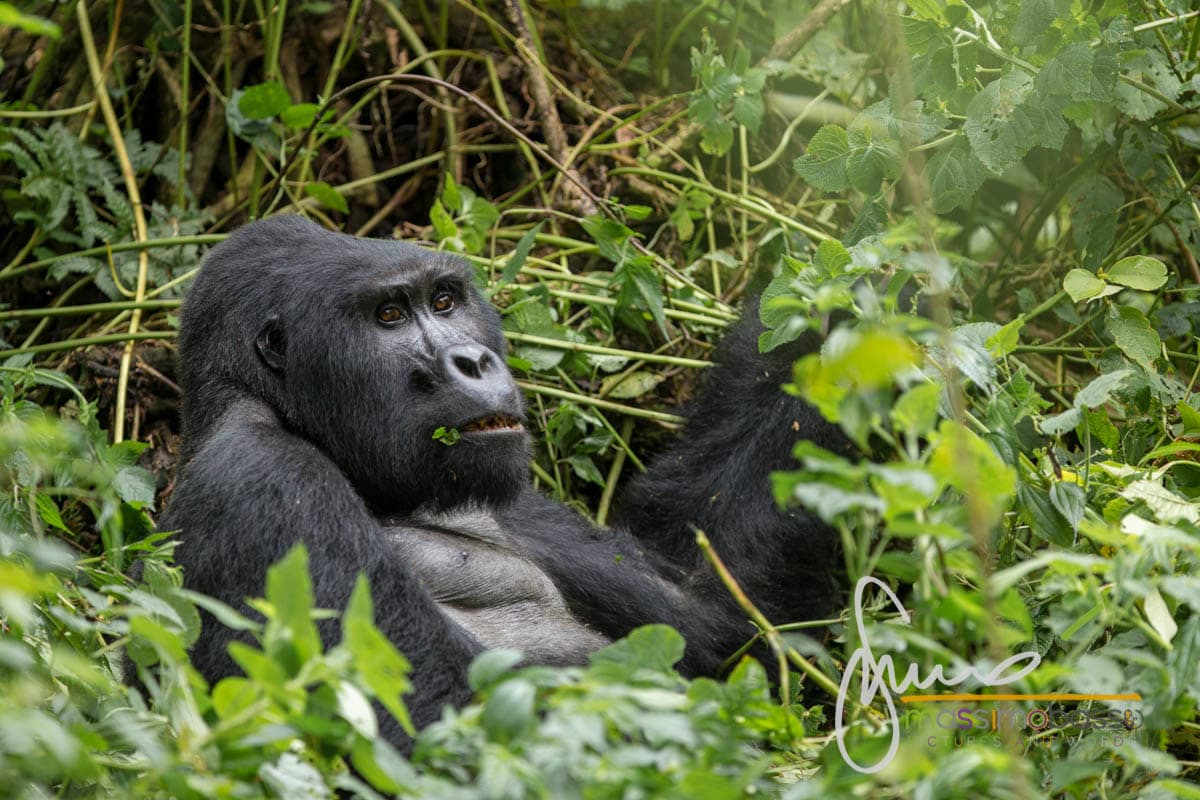 I gorilla di montagna del Parco di Bwindi in Uganda