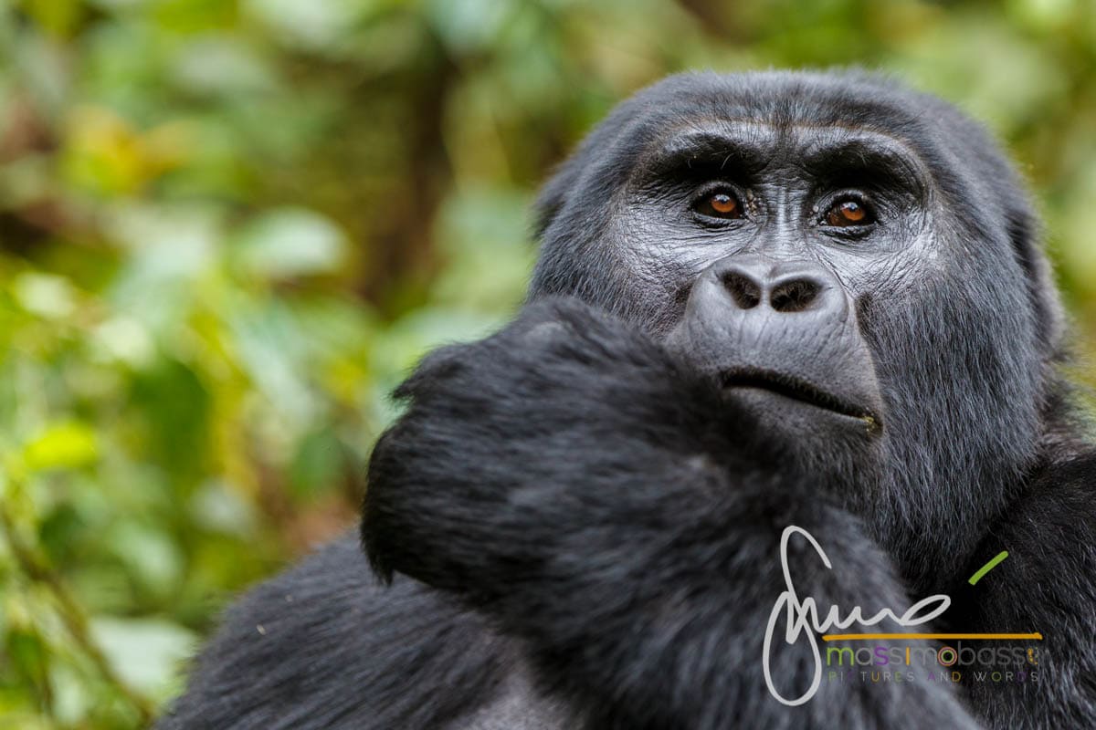 I gorilla di montagna del Parco di Bwindi in Uganda