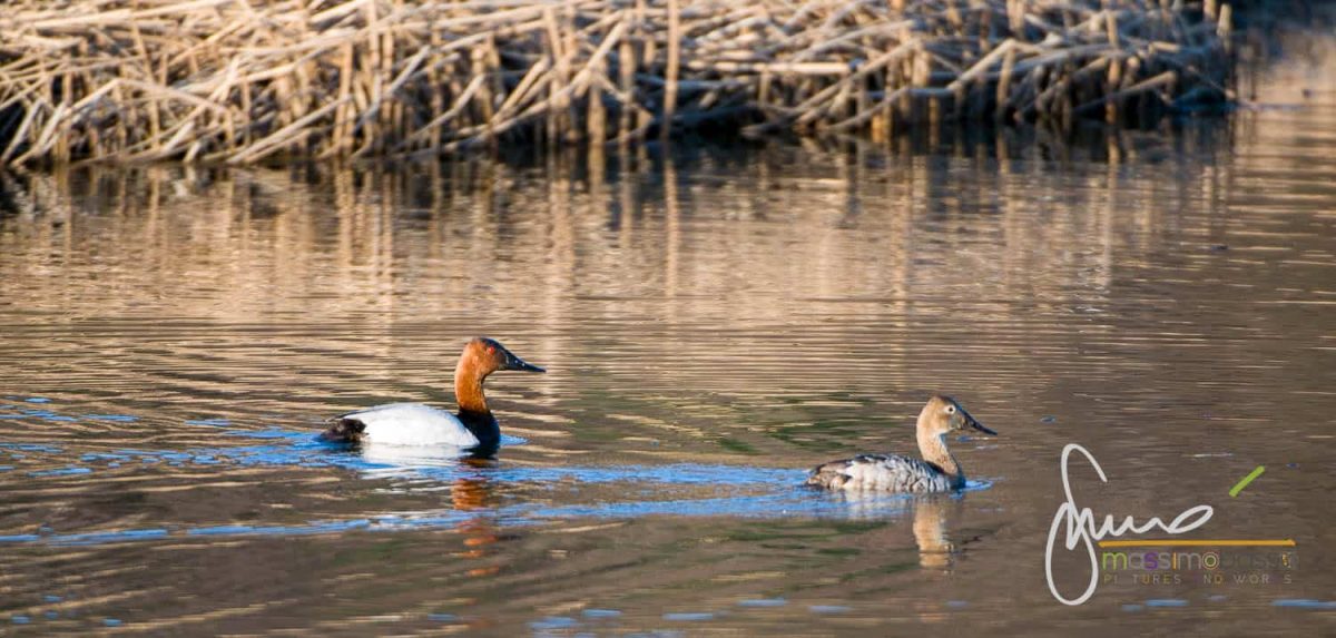 Potter Marsh Alaska - Articolo Su Turnagain Arm