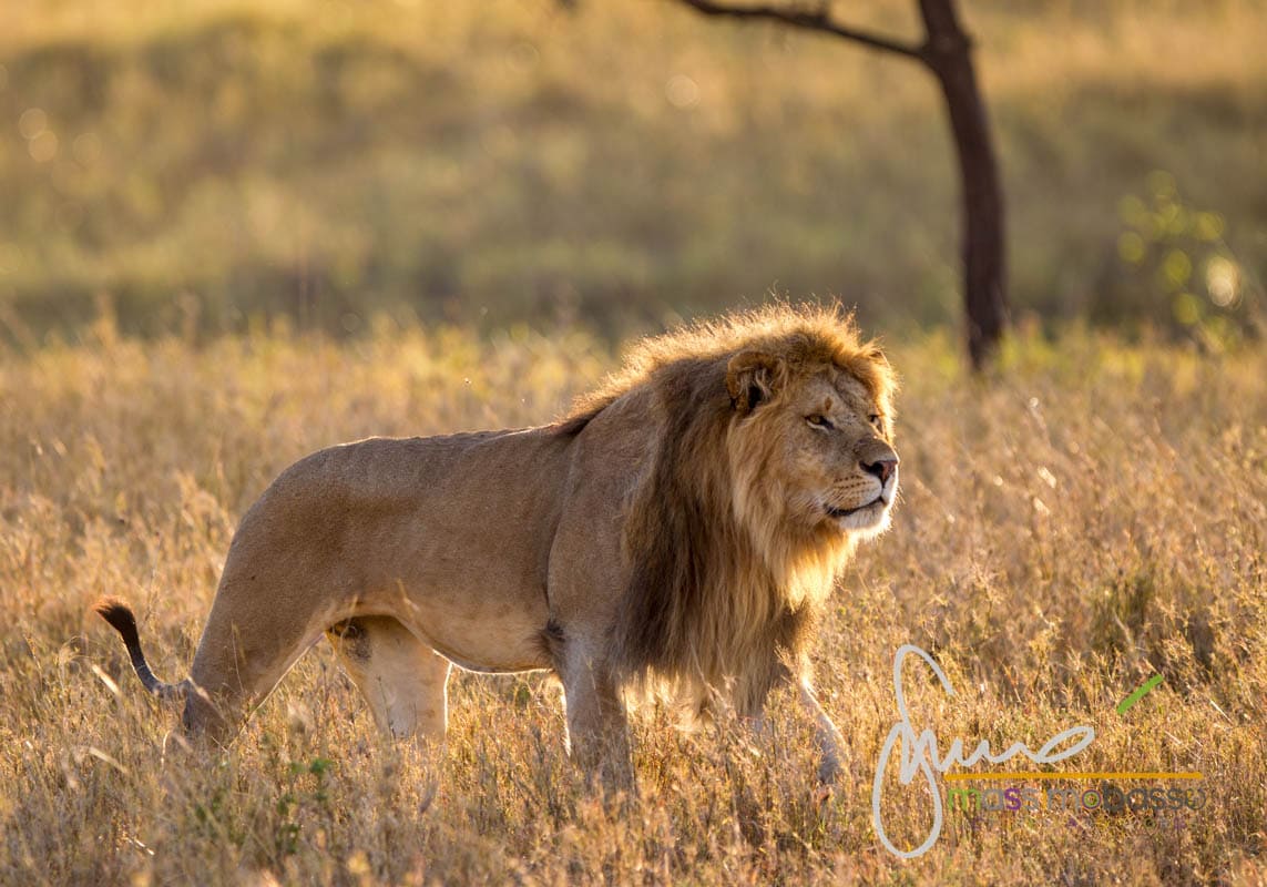 i Leoni del Serengeti e la migrazione degli gnu
