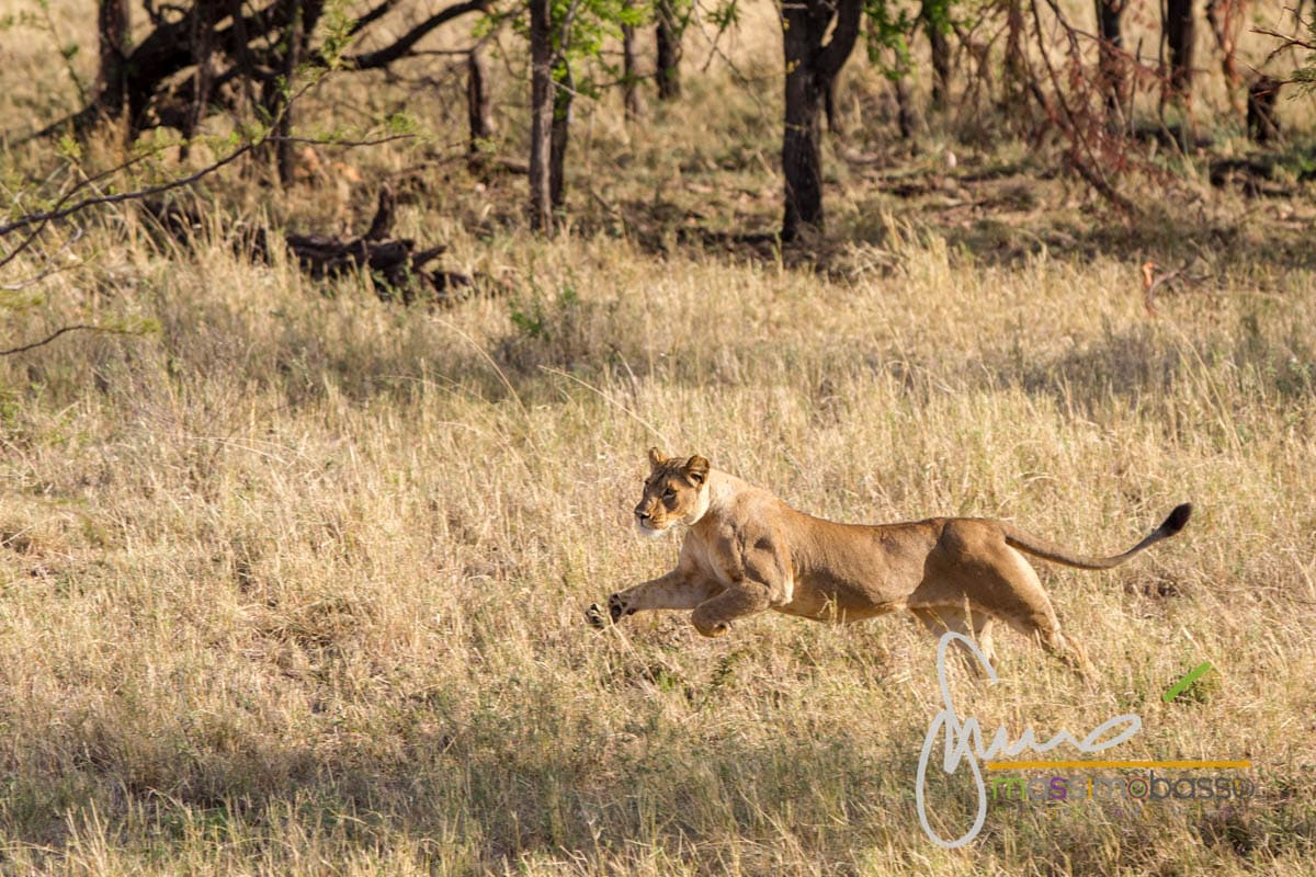i Leoni del Serengeti e la migrazione degli gnu