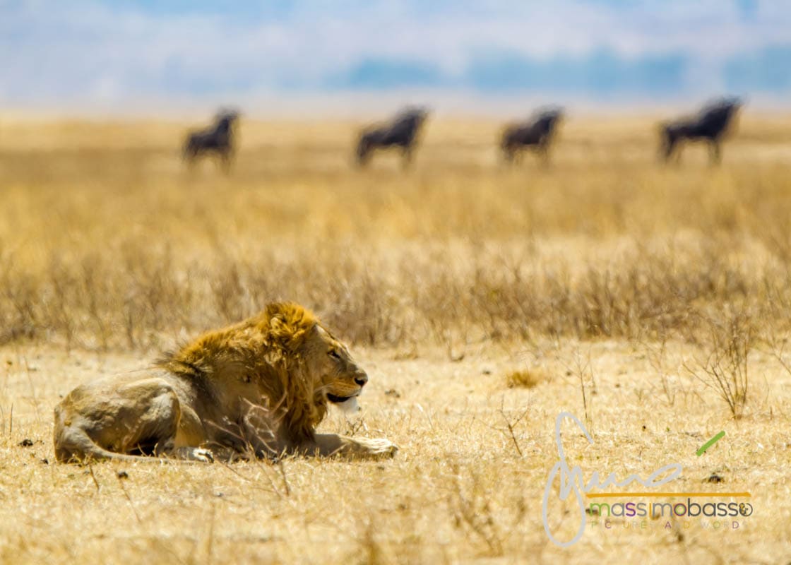 i Leoni del Serengeti e la migrazione degli gnu