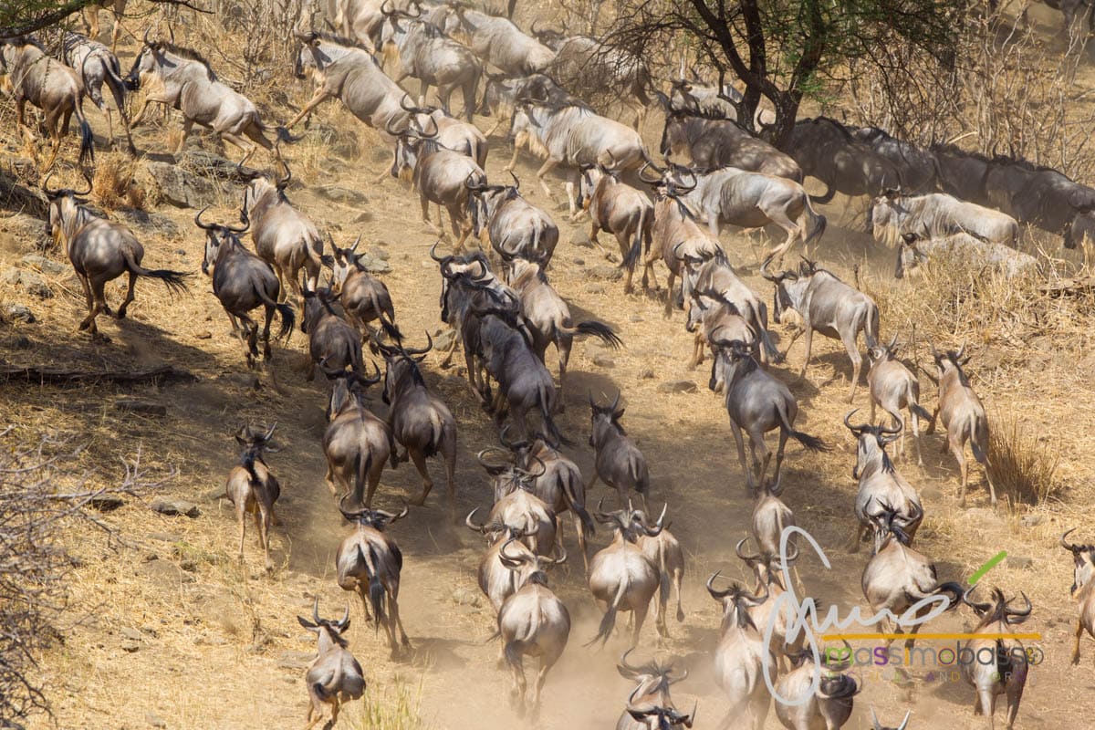 i Leoni del Serengeti e la migrazione degli gnu