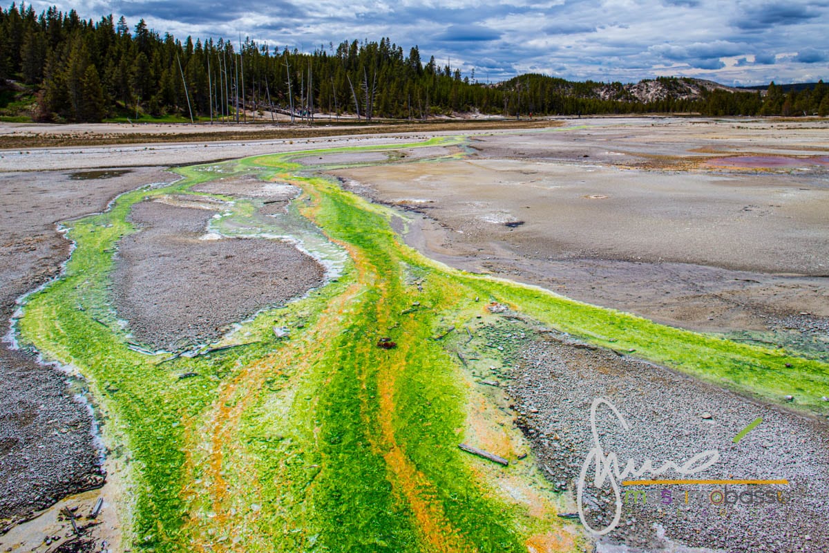 Bacino Dei Geyser Di Norris - Yellowstone N.p.