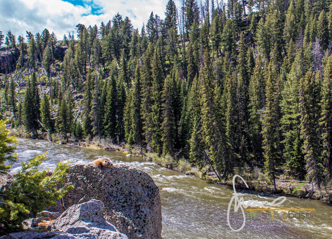 Marmotta Con Sfondo Il Lamar River- Yellowstone