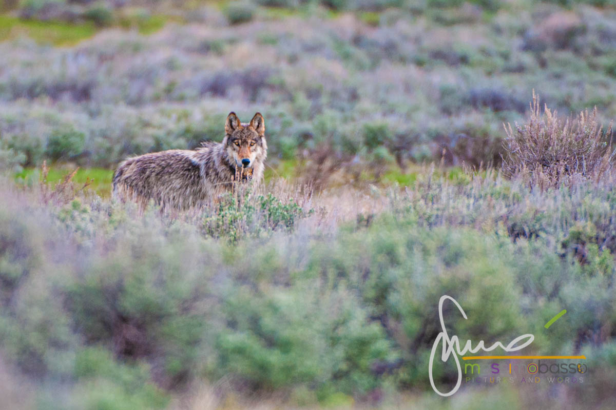 Lupo Nella Lamar Valley A Yellowstone