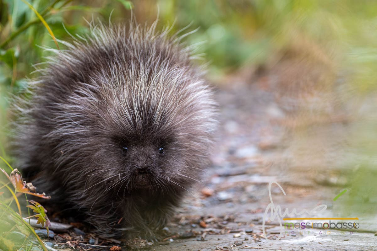 Immagini Dell'alaska Che Non Ti Immagini