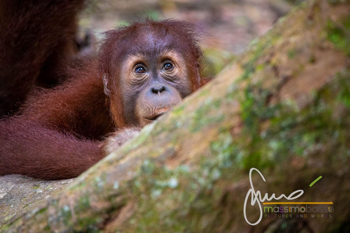 Gli orangutan delle foreste di Bukit Lawang