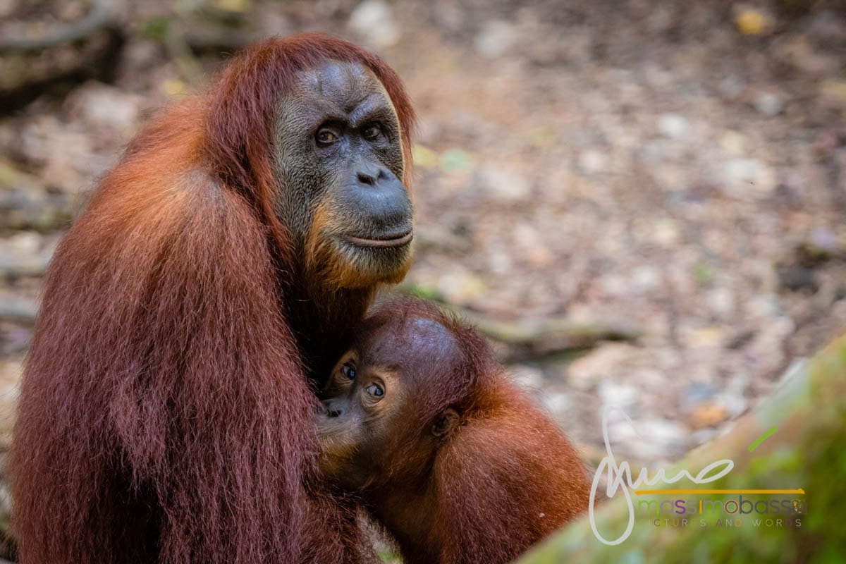 Gli orangutan delle foreste di Bukit Lawang