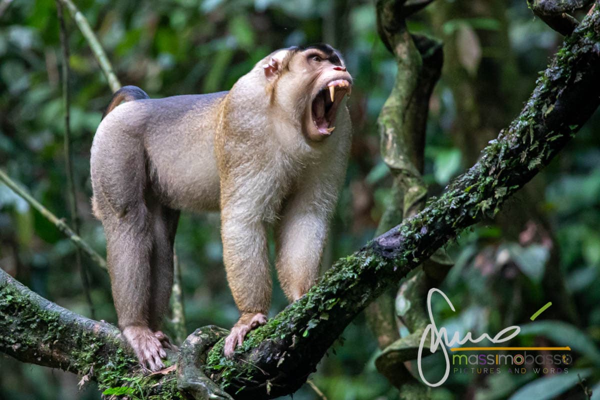 macaco nemestrino - southern pig-tailed macaque (Macaca nemestrina)