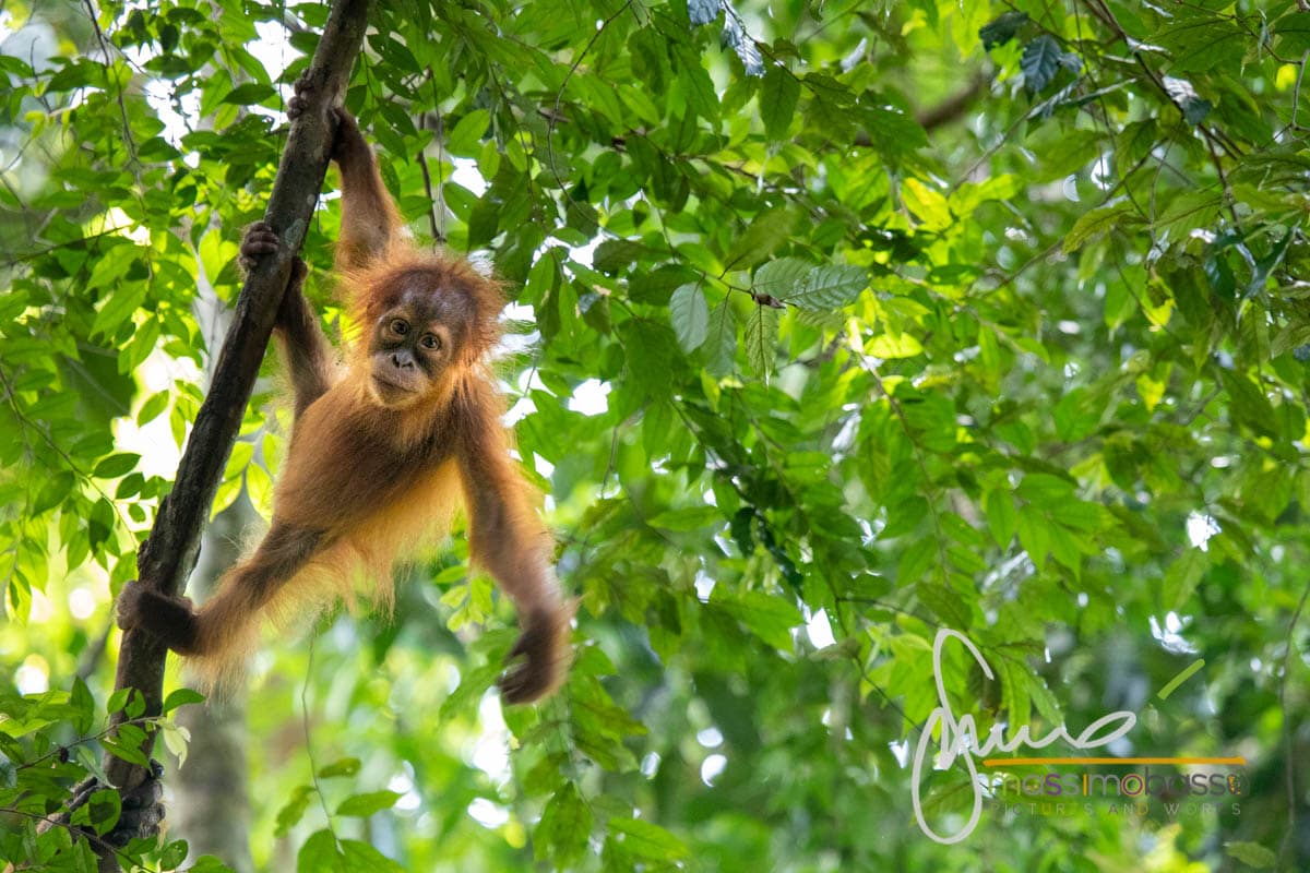 piccolo di orangutan delle foreste di Bukit Lawang