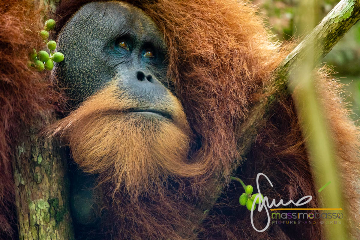 Gli orangutan delle foreste di Bukit Lawang