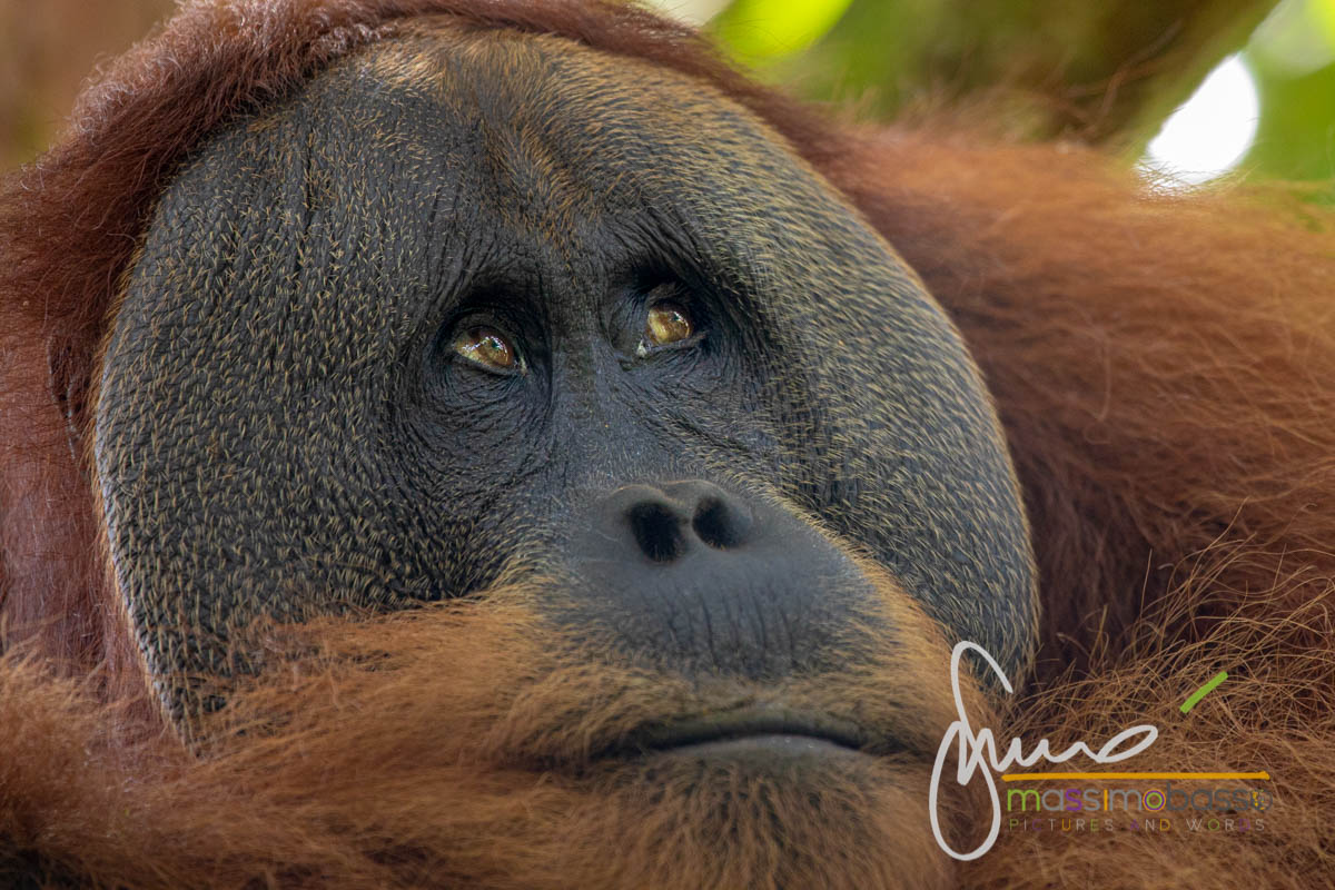 Gli orangutan delle foreste di Bukit Lawang