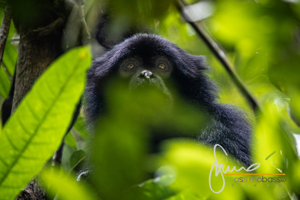 siamango (Symphalangus syndactylus) black gibbon
