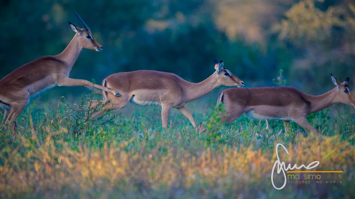Antilopi Parco Nazionale Kruger - Sudafrica