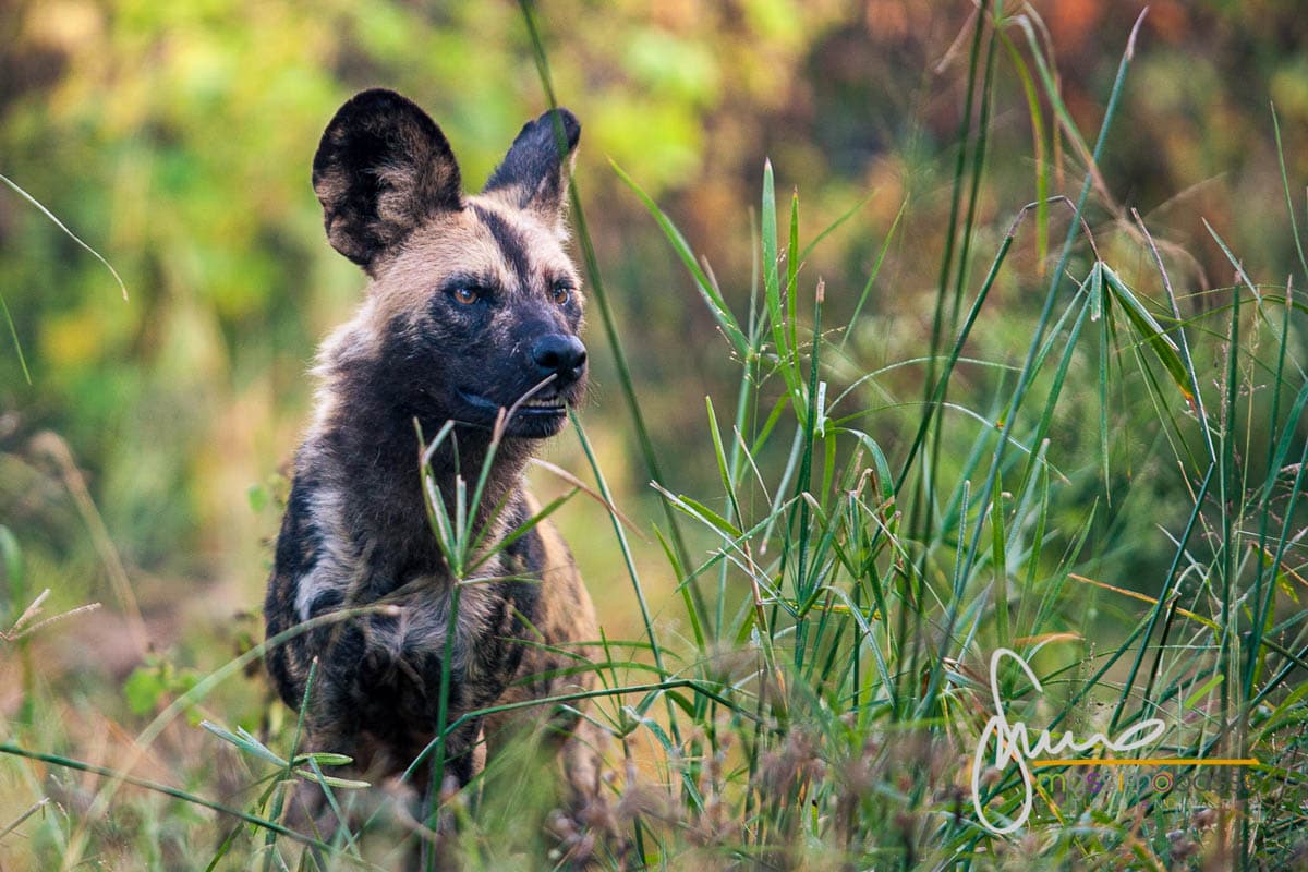 Licaone Parco Kruger