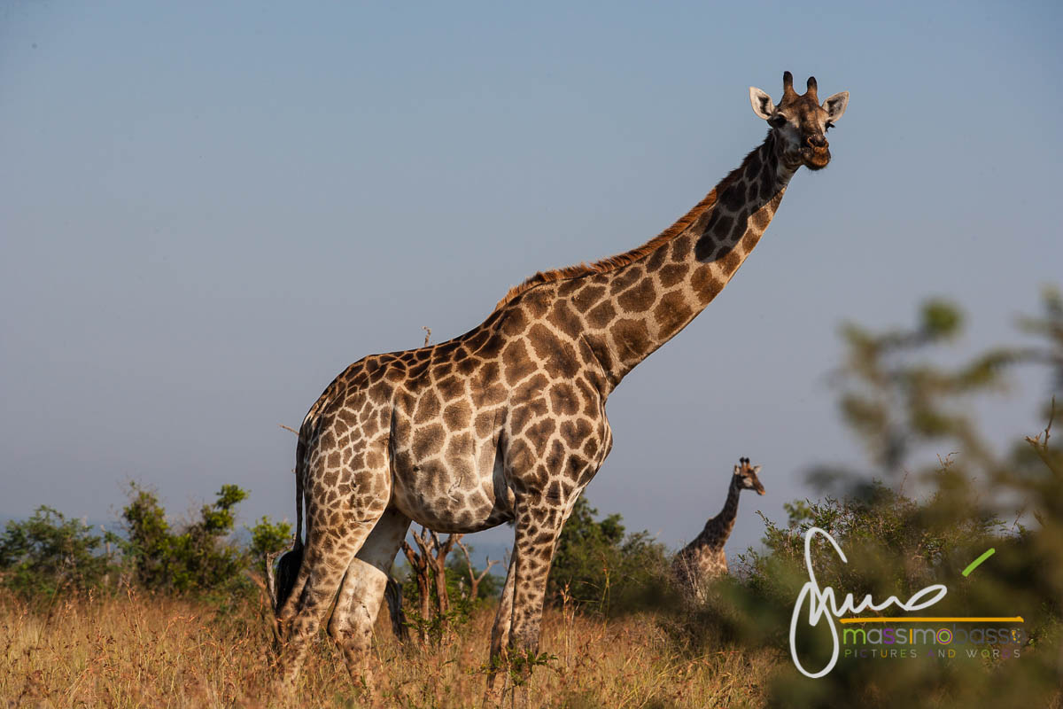 Giraffa Parco Nazionale Kruger - Sudafrica