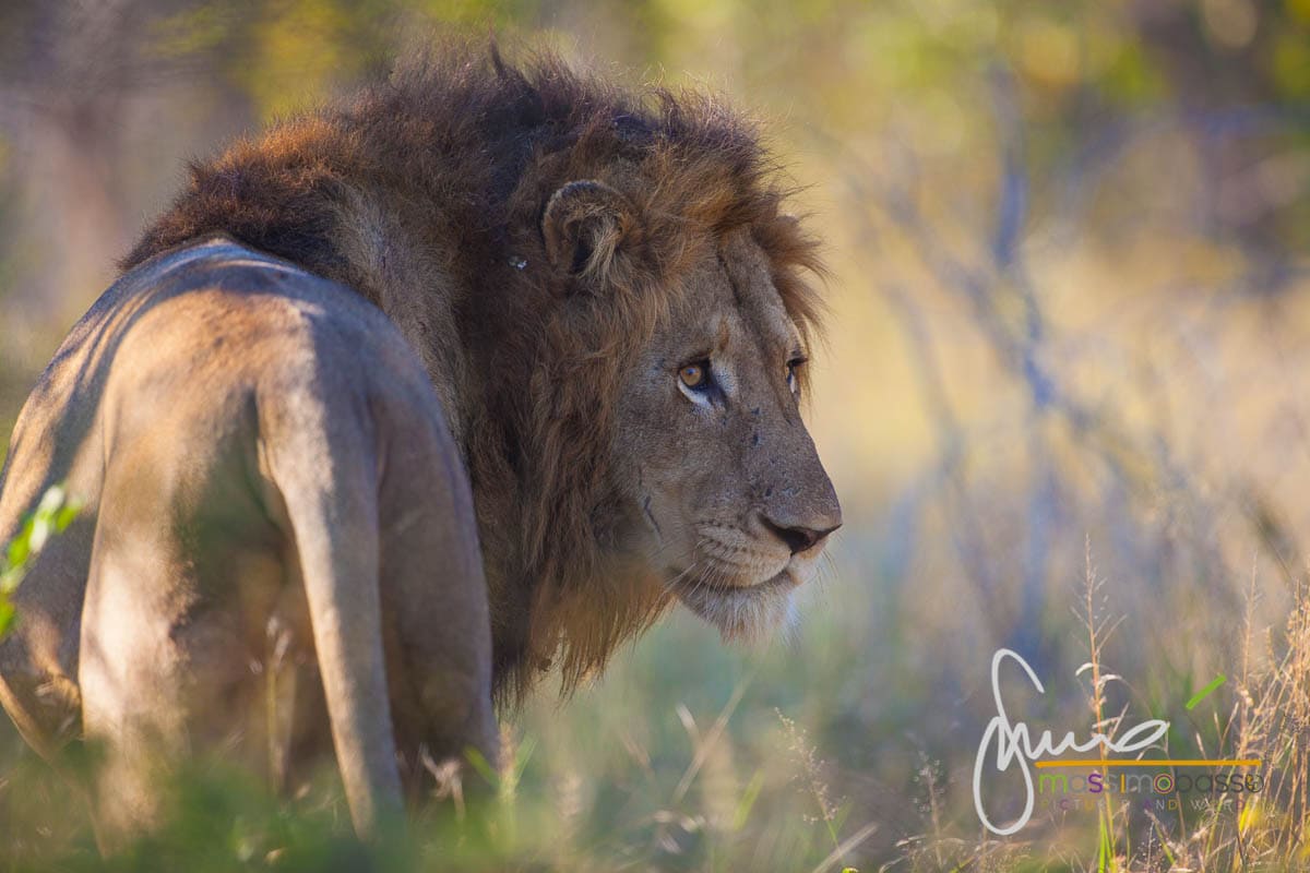 Leone Parco Nazionale Kruger - Sudafrica