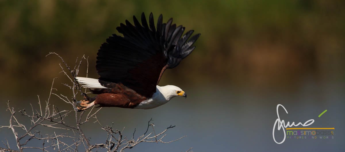 Aquila Pescatrice - Parco Nazionale Kruger - Sudafrica